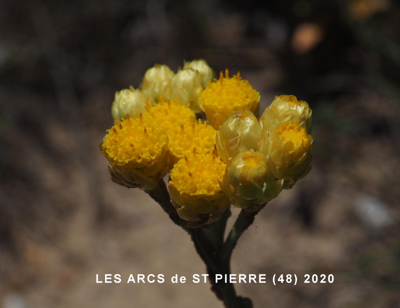 Helichrysum flower